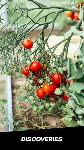 Pomodorino