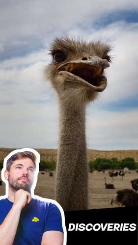 Ostrich