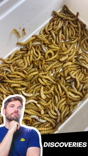 Insects