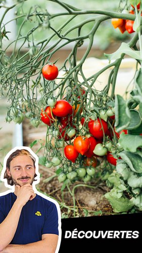 La pomodorino