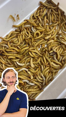 Les Insectes